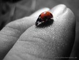 http://img151.imagevenue.com/loc356/th_60374_ladybug_122_356lo.jpg